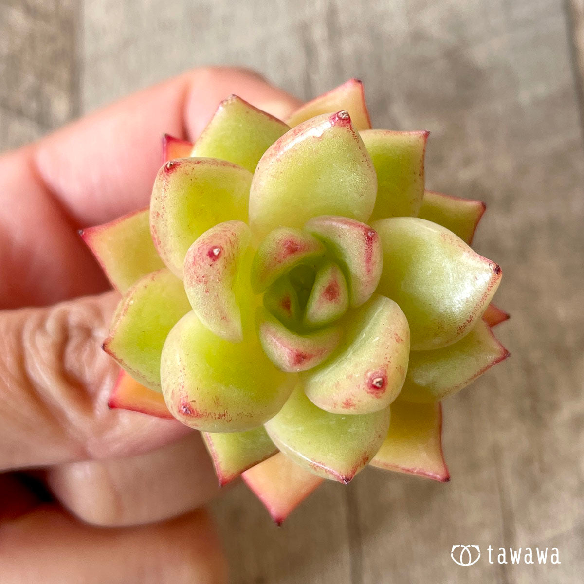 블랙 로즈 × 레드 에보니 (챔피언 모종)