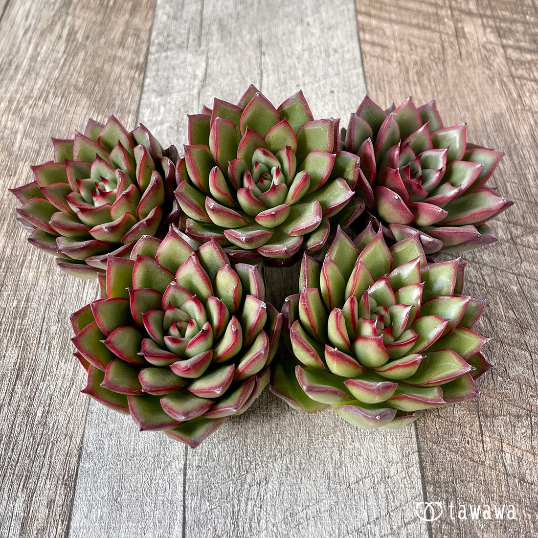 ホンビ(エアーマジック苗)