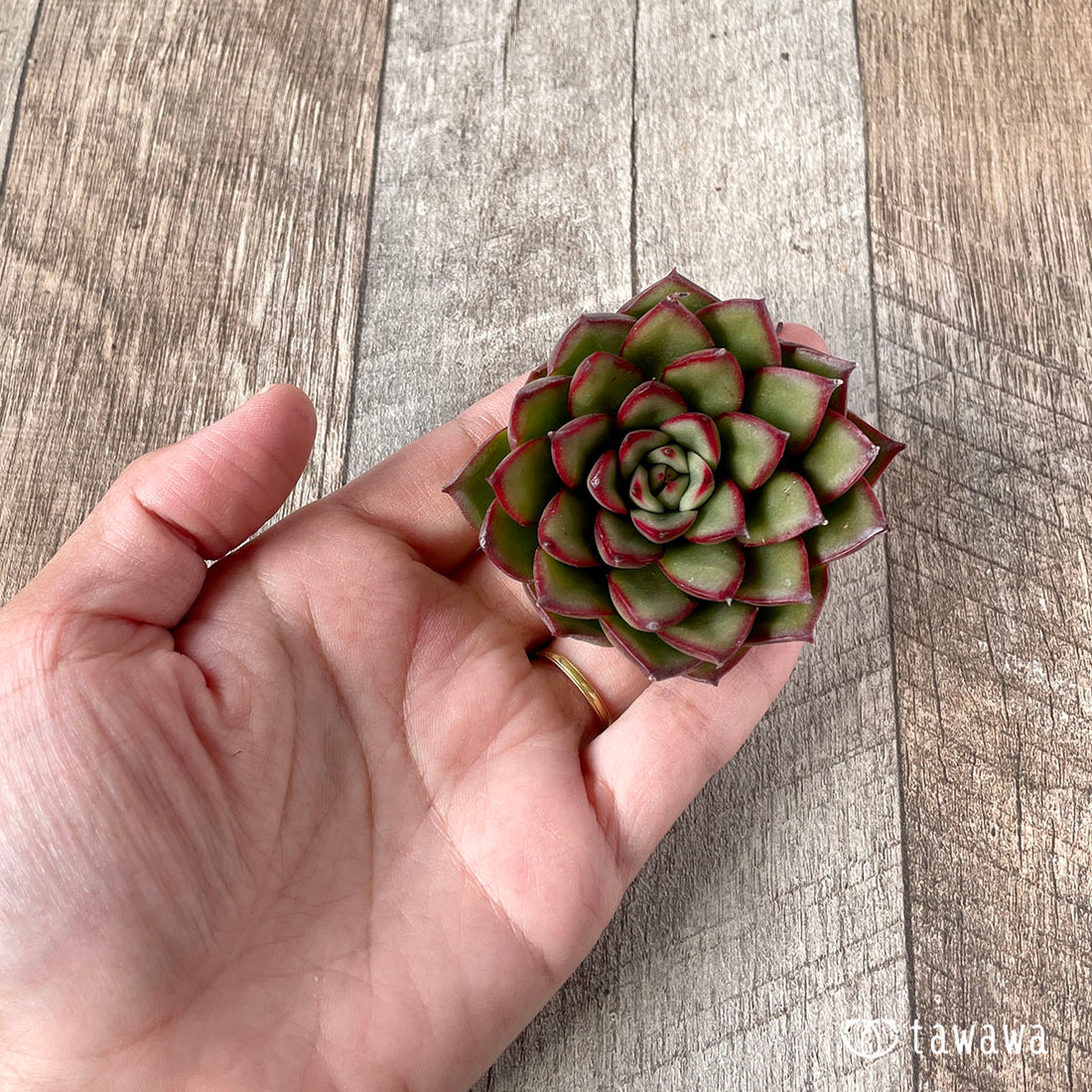 ホンビ(エアーマジック苗)