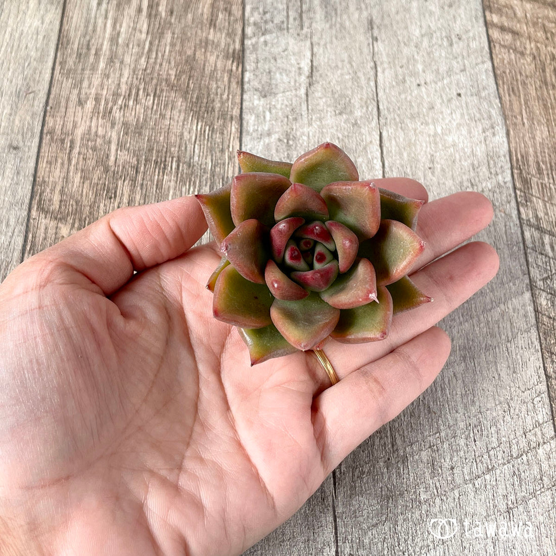 New Arrivals: Ice Green