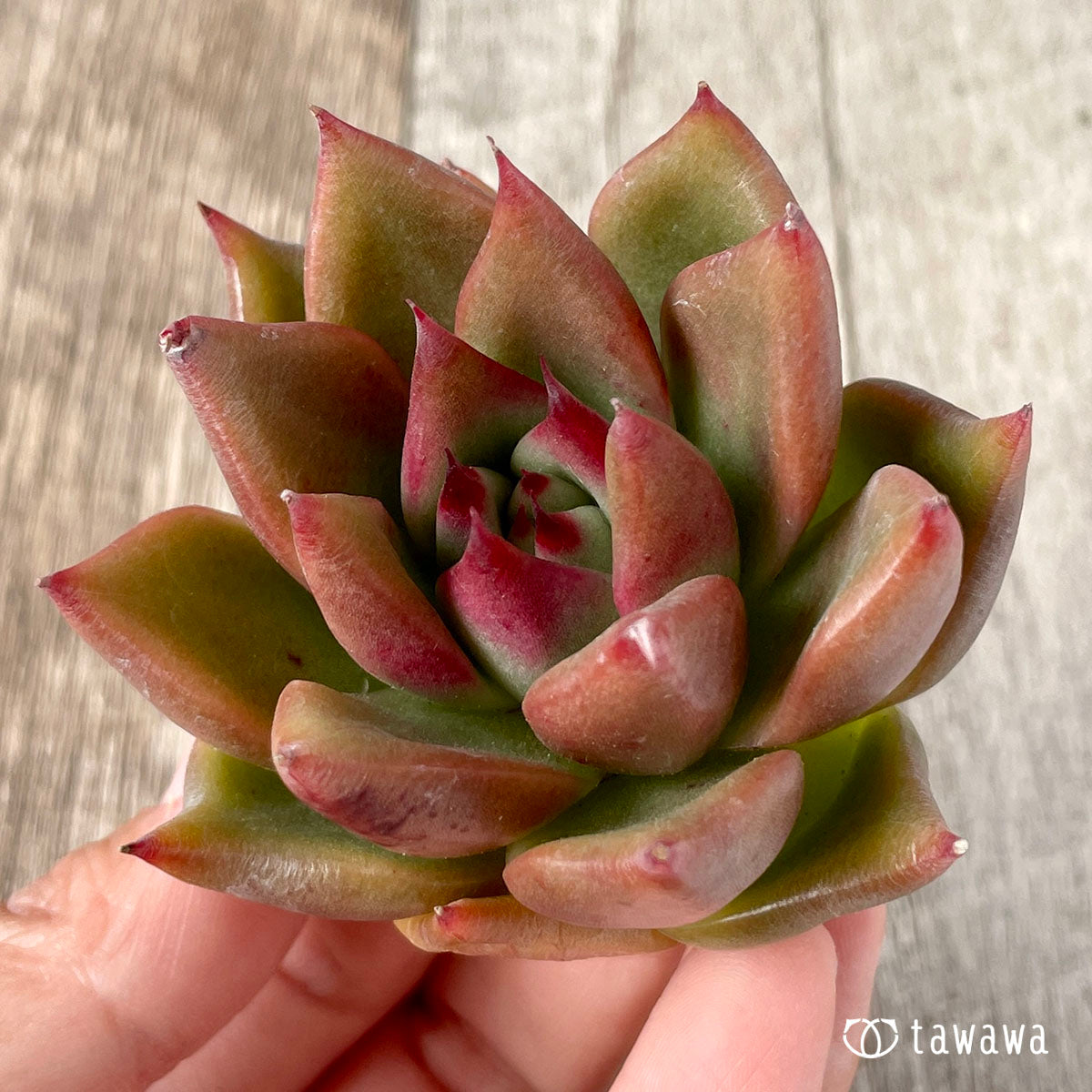 New Arrivals: Ice Green