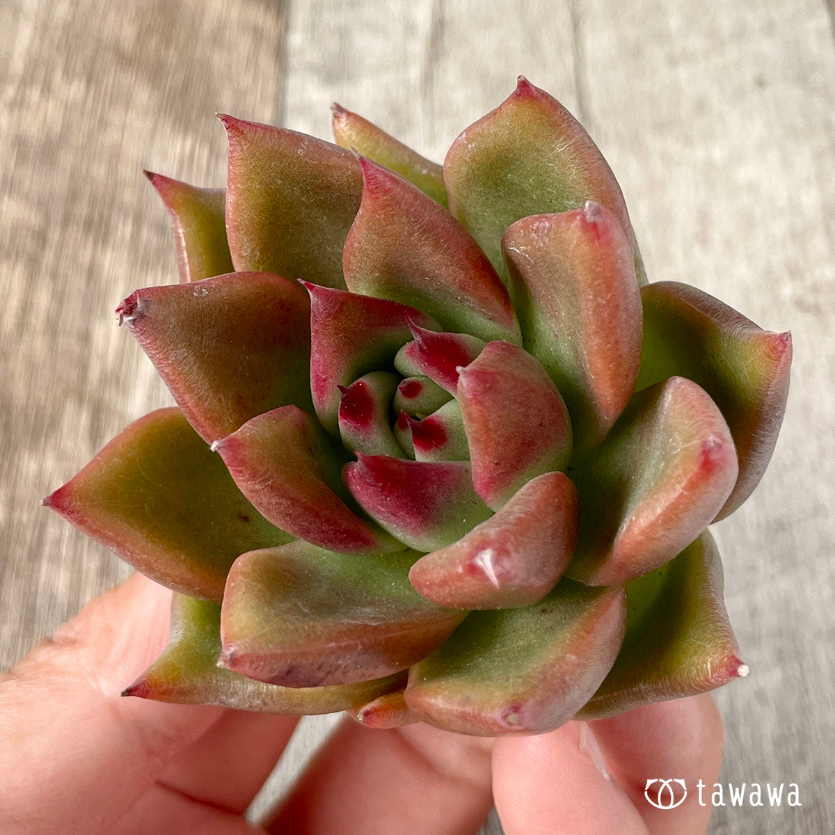 New Arrivals: Ice Green