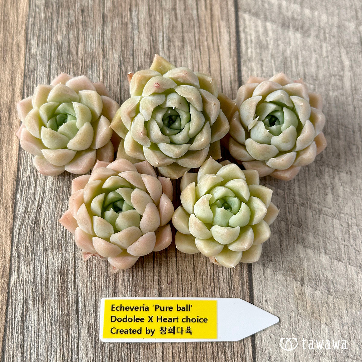 ピュアボール(チャンヒー農園苗)