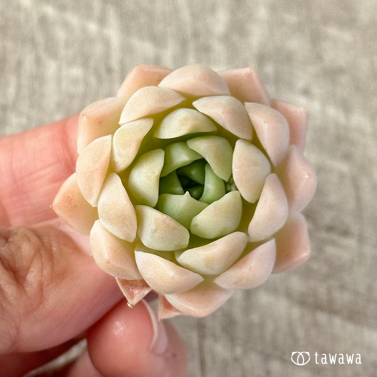 ピュアボール(チャンヒー農園苗)