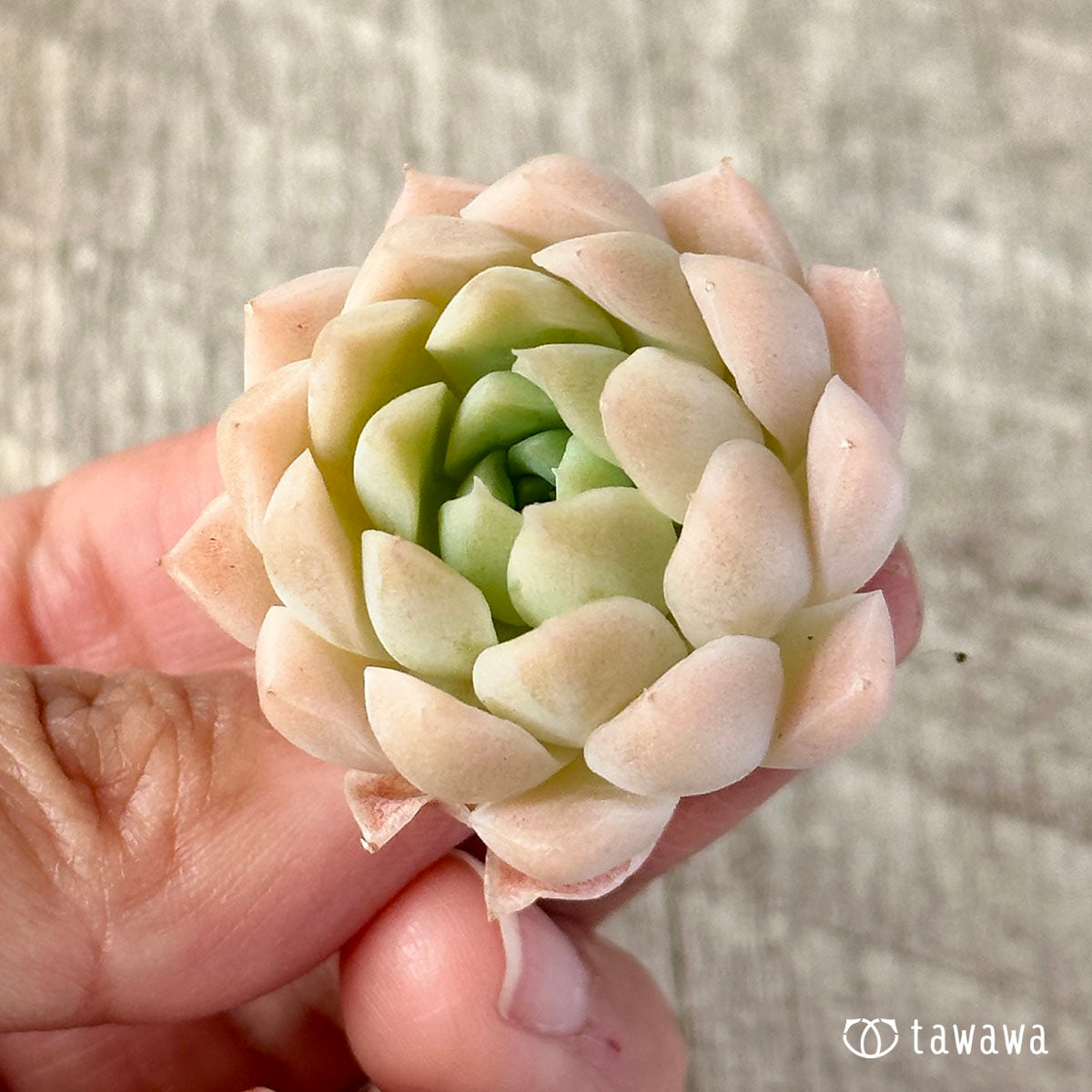 ピュアボール(チャンヒー農園苗)