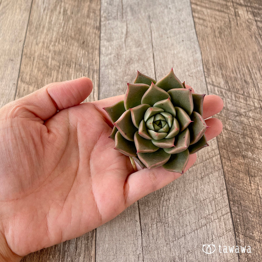 New Arrivals: Ice Green