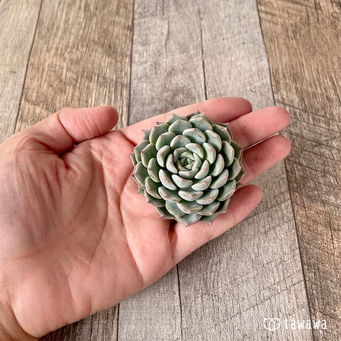 New Arrivals: Ice Green