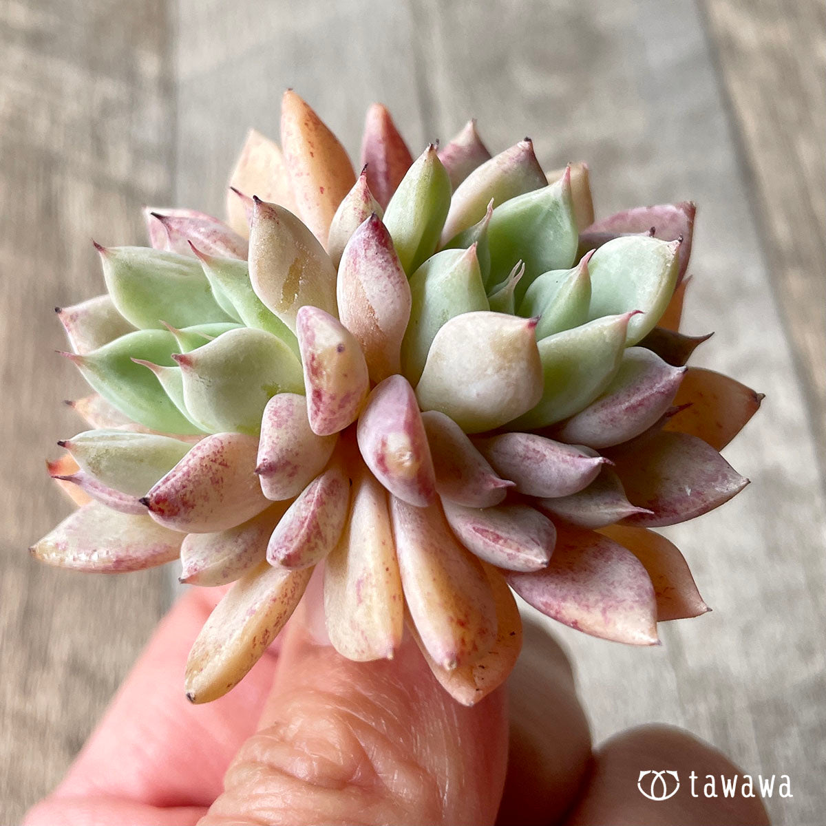 トリマネンシス×サラヒメ(チャンヒー農園苗)