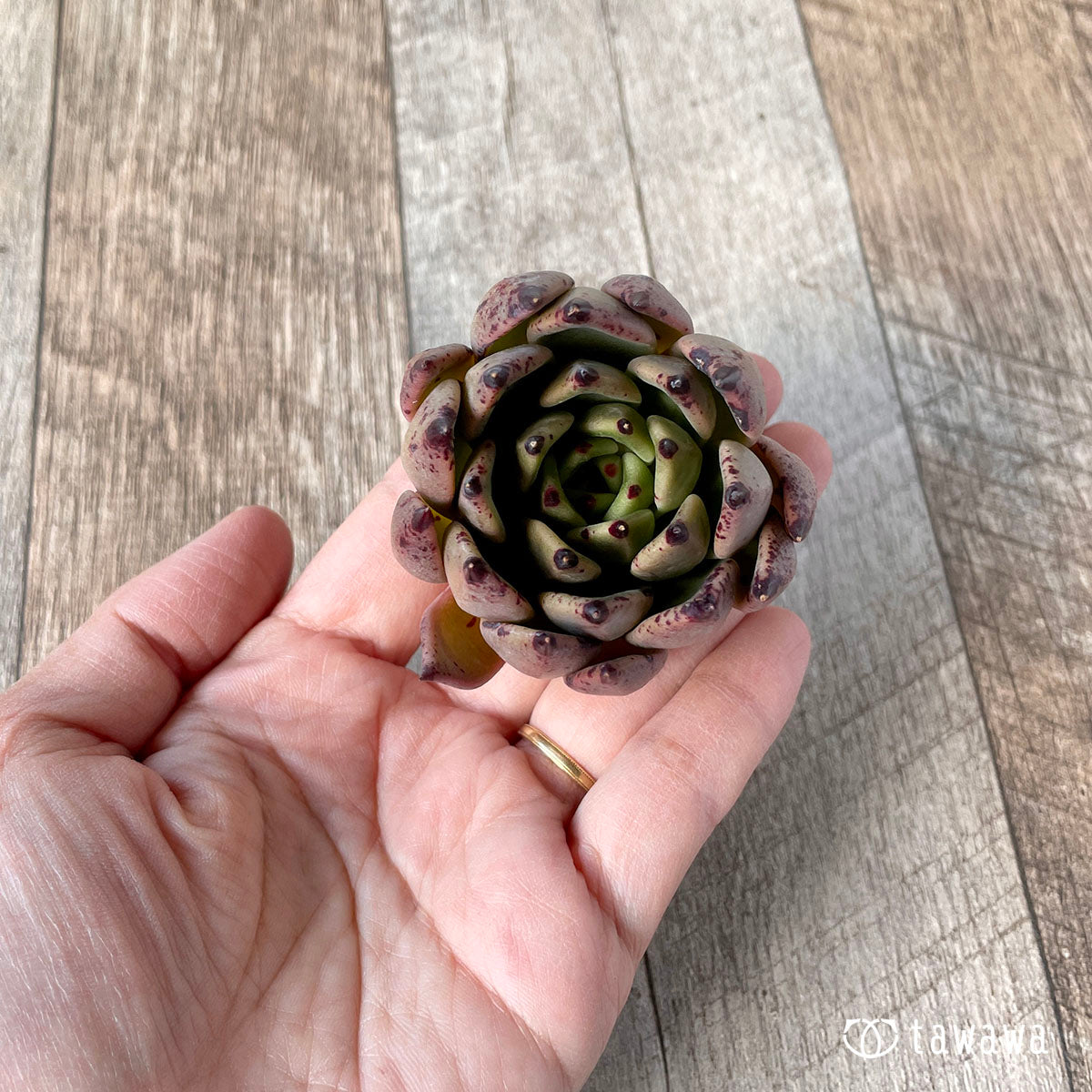 카라보니