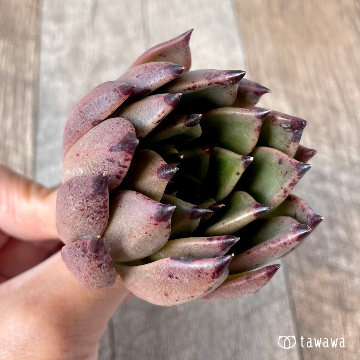 카라보니