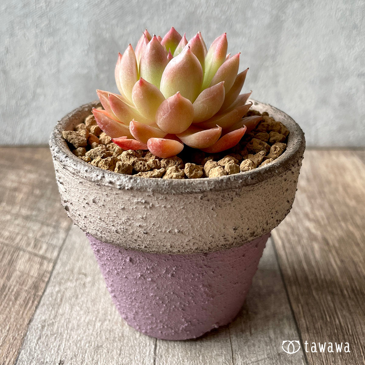루비 하트 (챔피언 모종)
