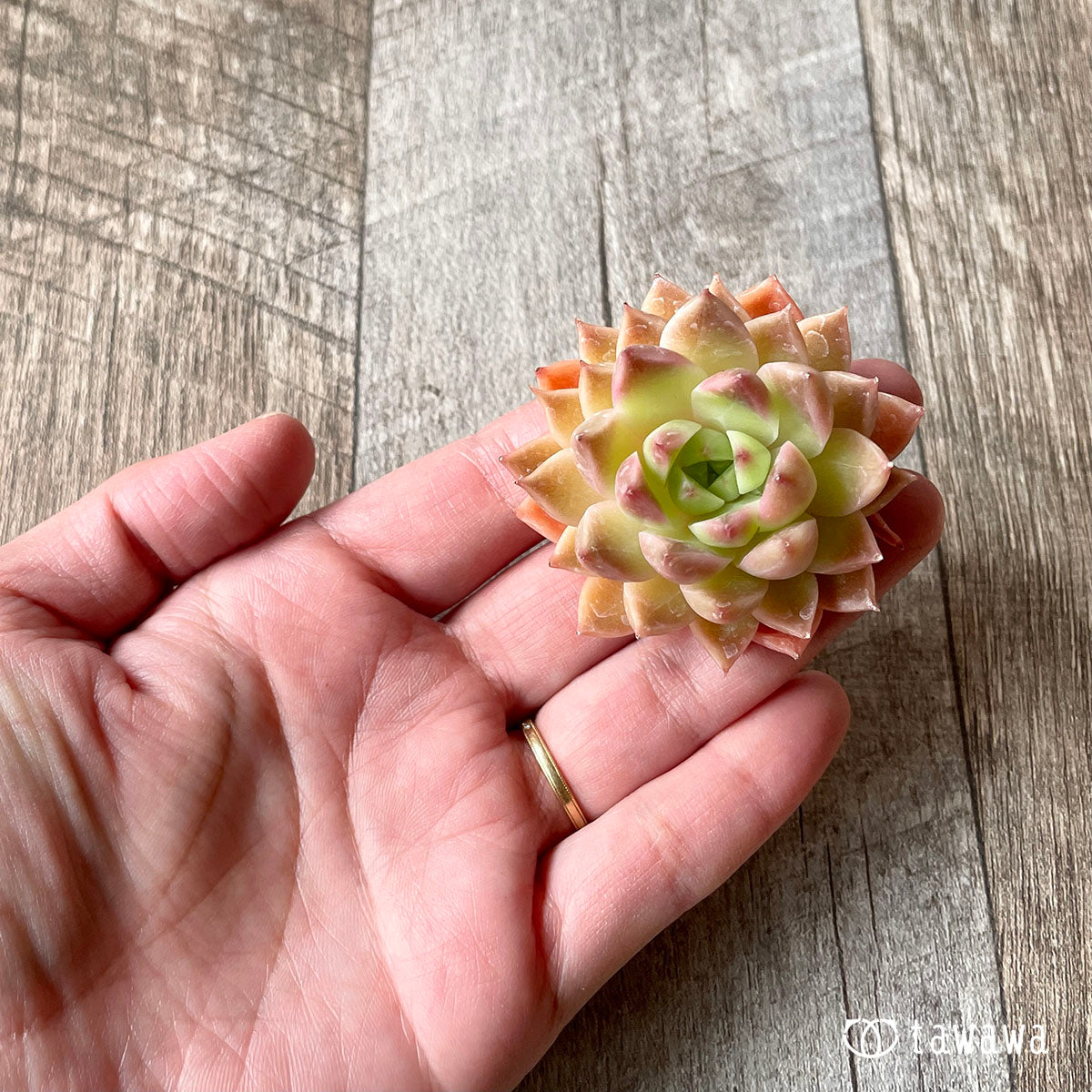 루비 하트 (챔피언 모종)