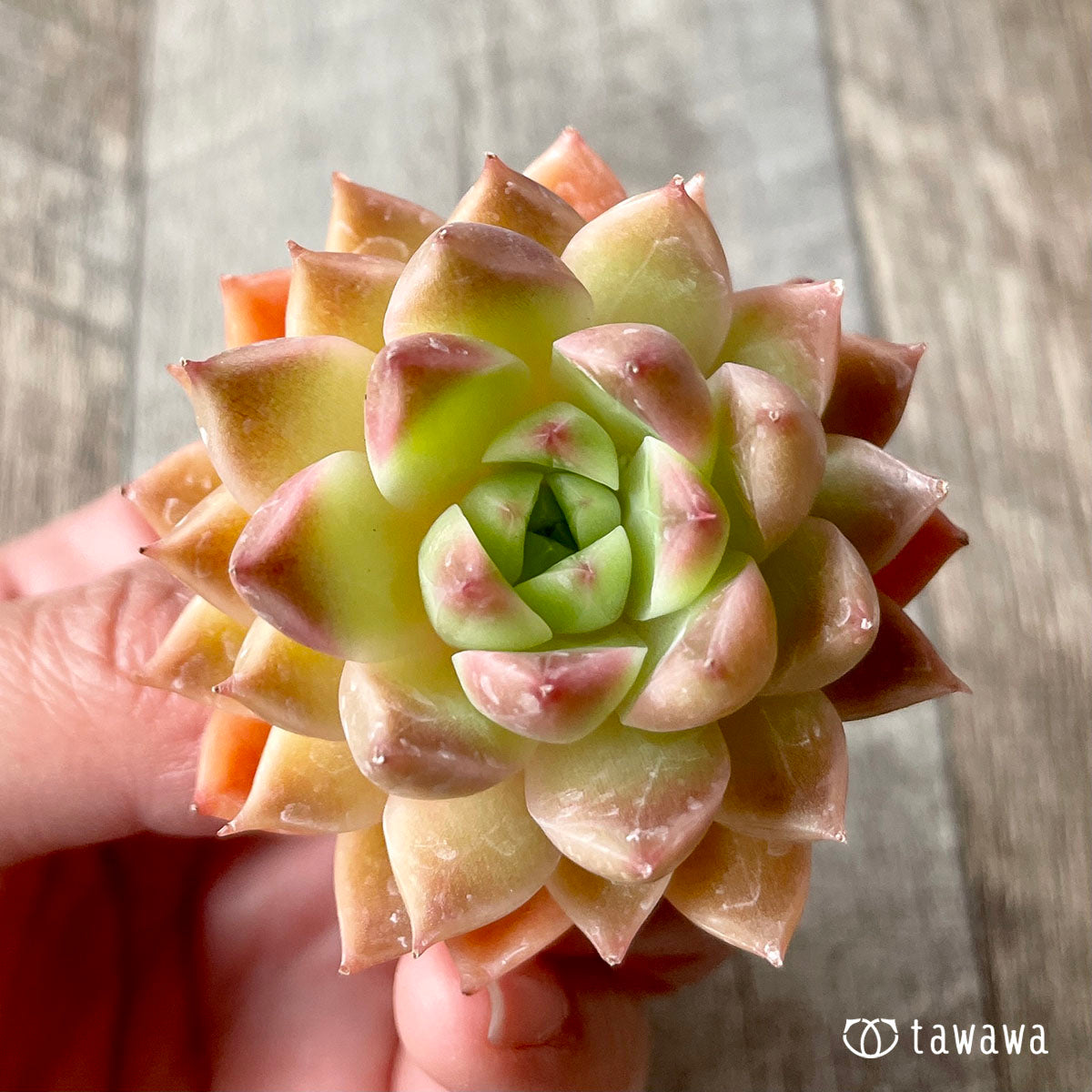 루비 하트 (챔피언 모종)