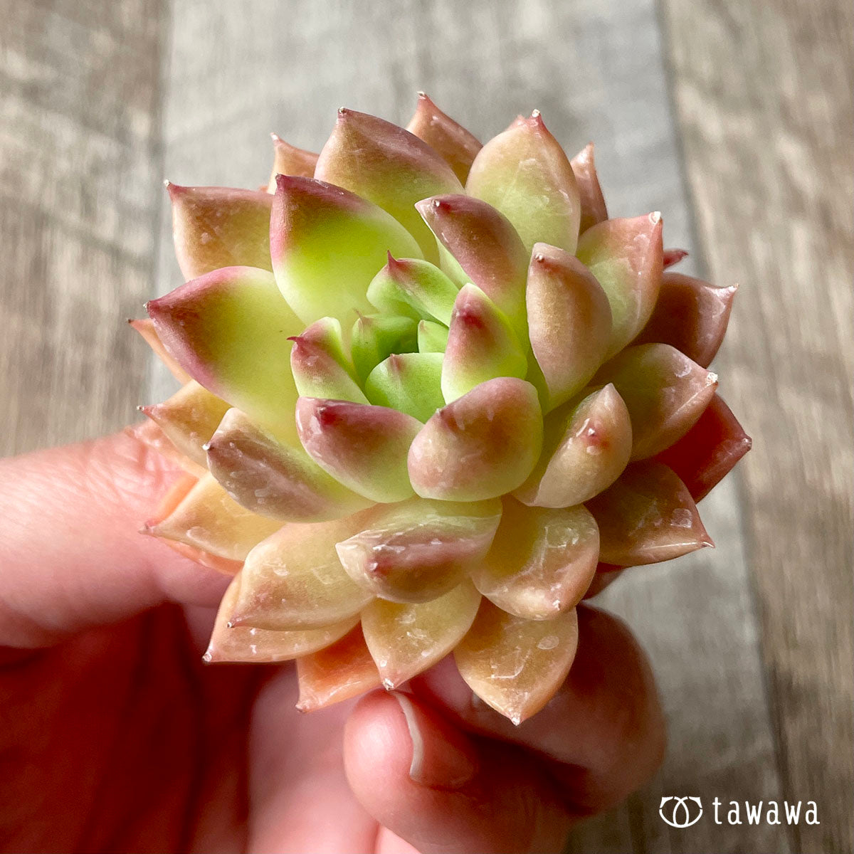 루비 하트 (챔피언 모종)