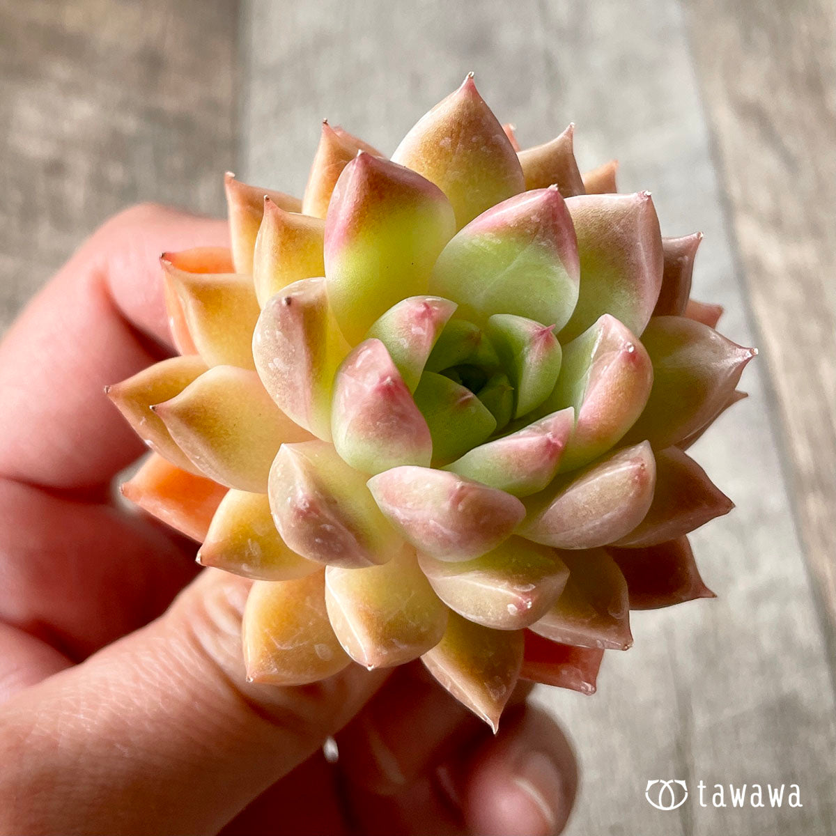 루비 하트 (챔피언 모종)
