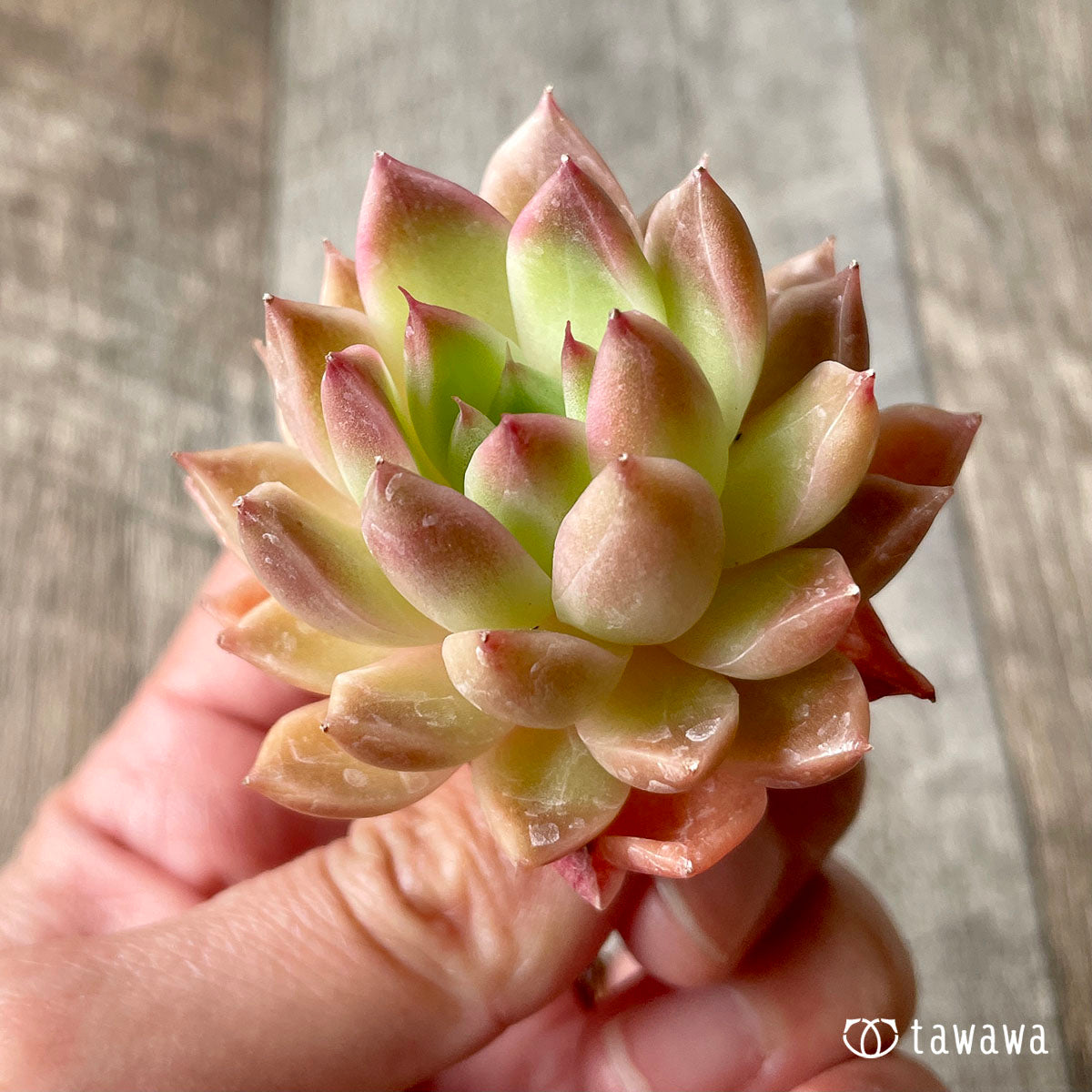 루비 하트 (챔피언 모종)