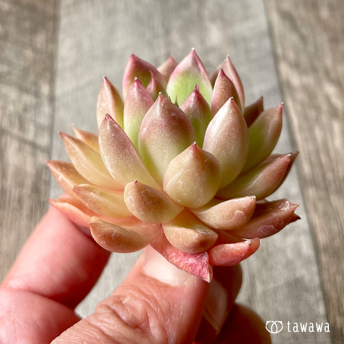 루비 하트 (챔피언 모종)