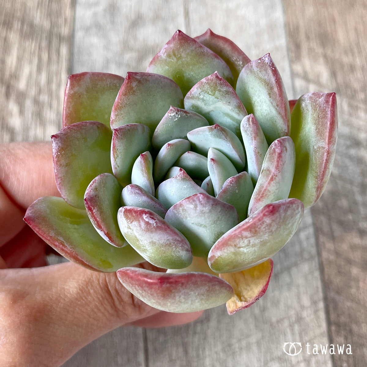 폴 샤이