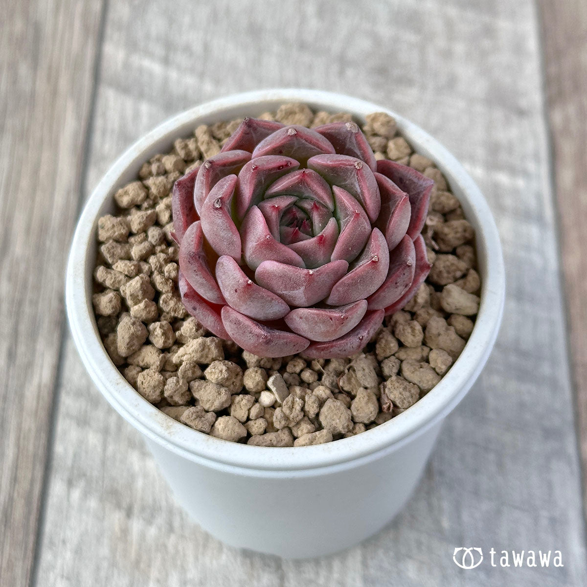 New Arrival* Cubic Frost