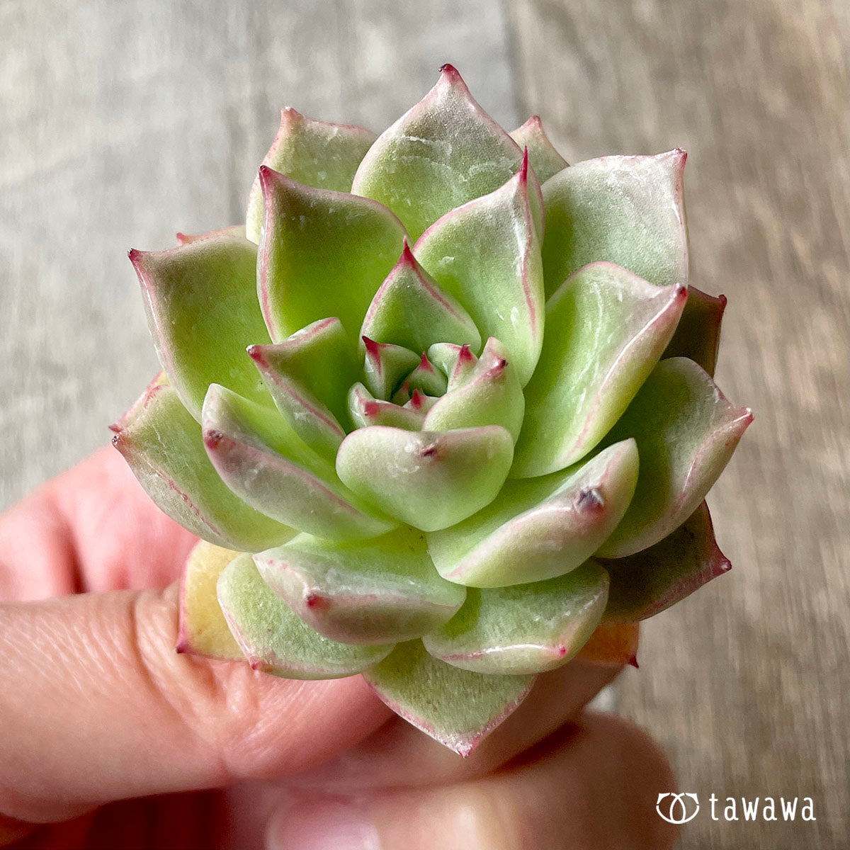 루비 하트 (챔피언 모종)