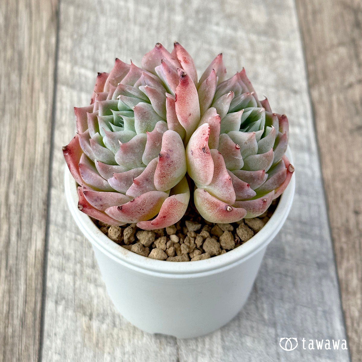 New Arrival* Cubic Frost