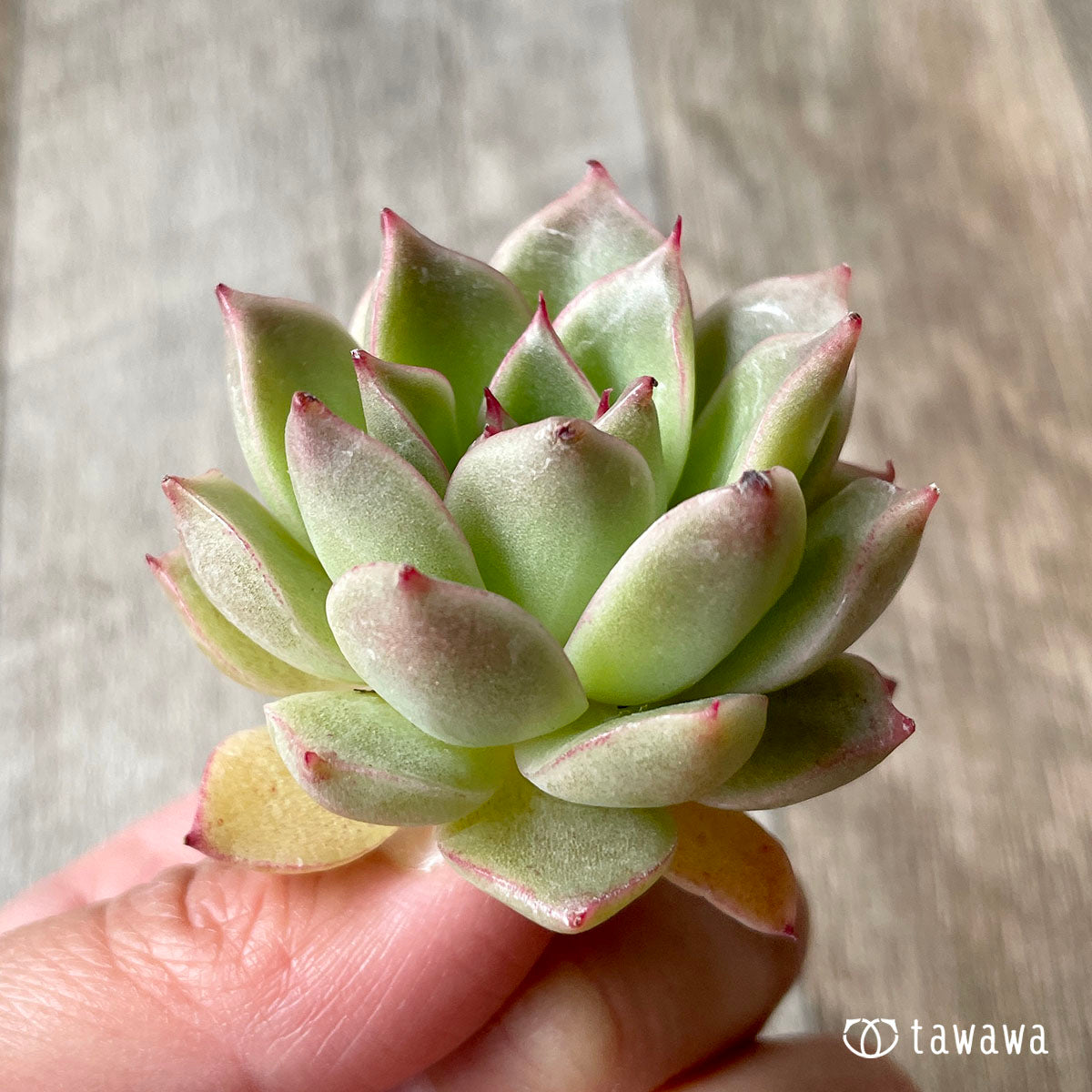 루비 하트 (챔피언 모종)
