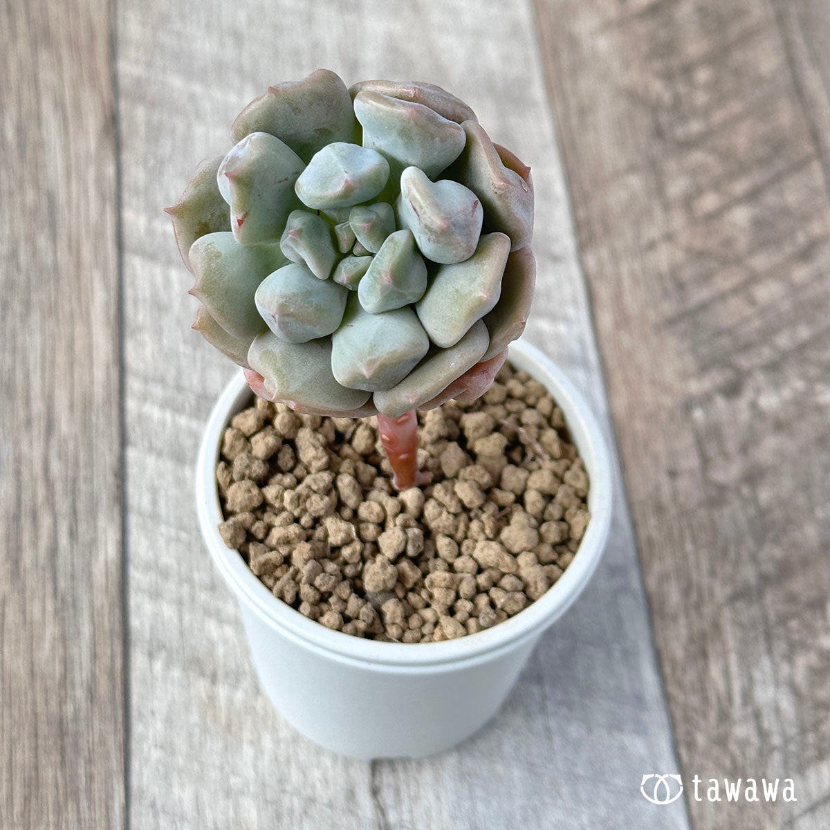 New Arrivals: Ice Green