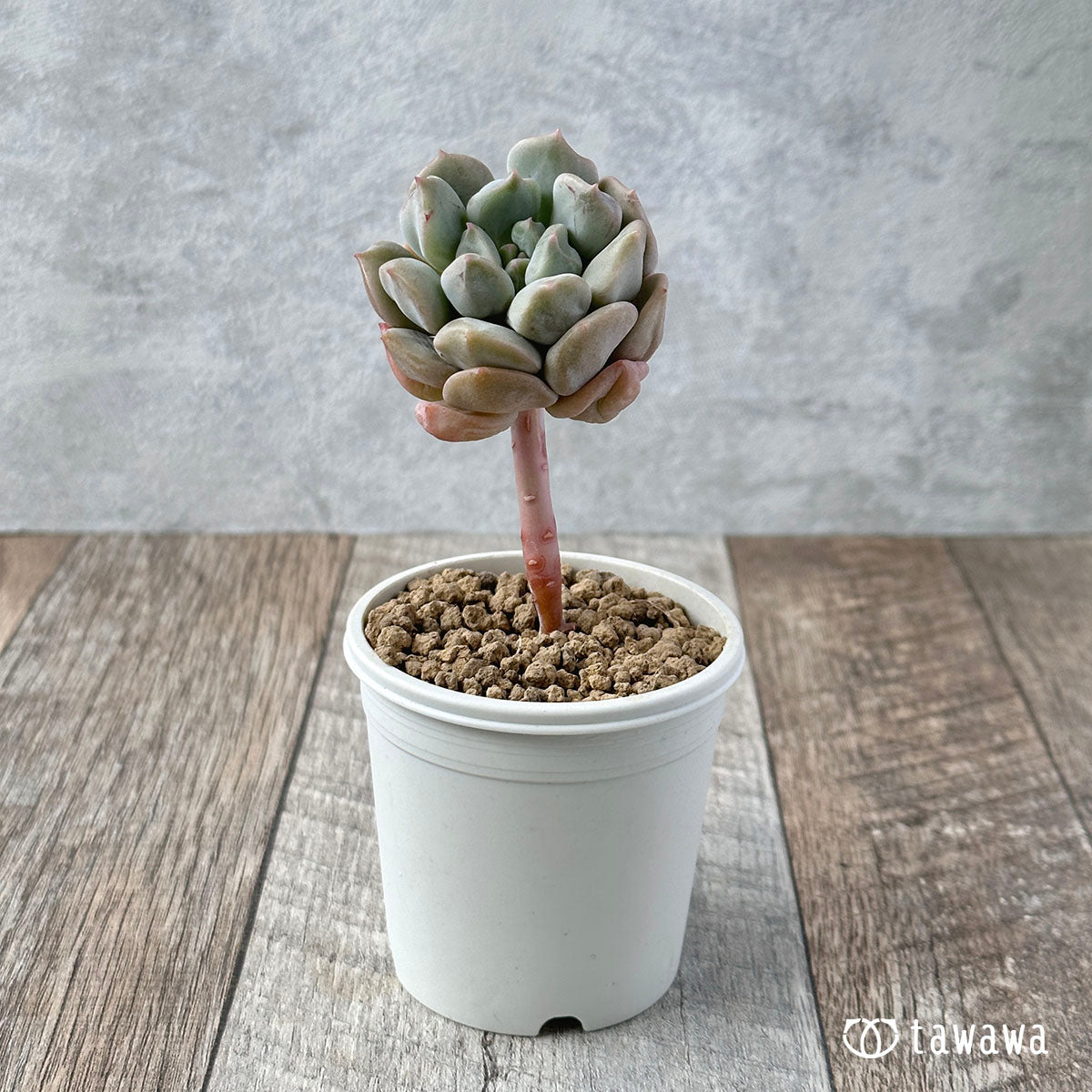 New Arrivals: Ice Green