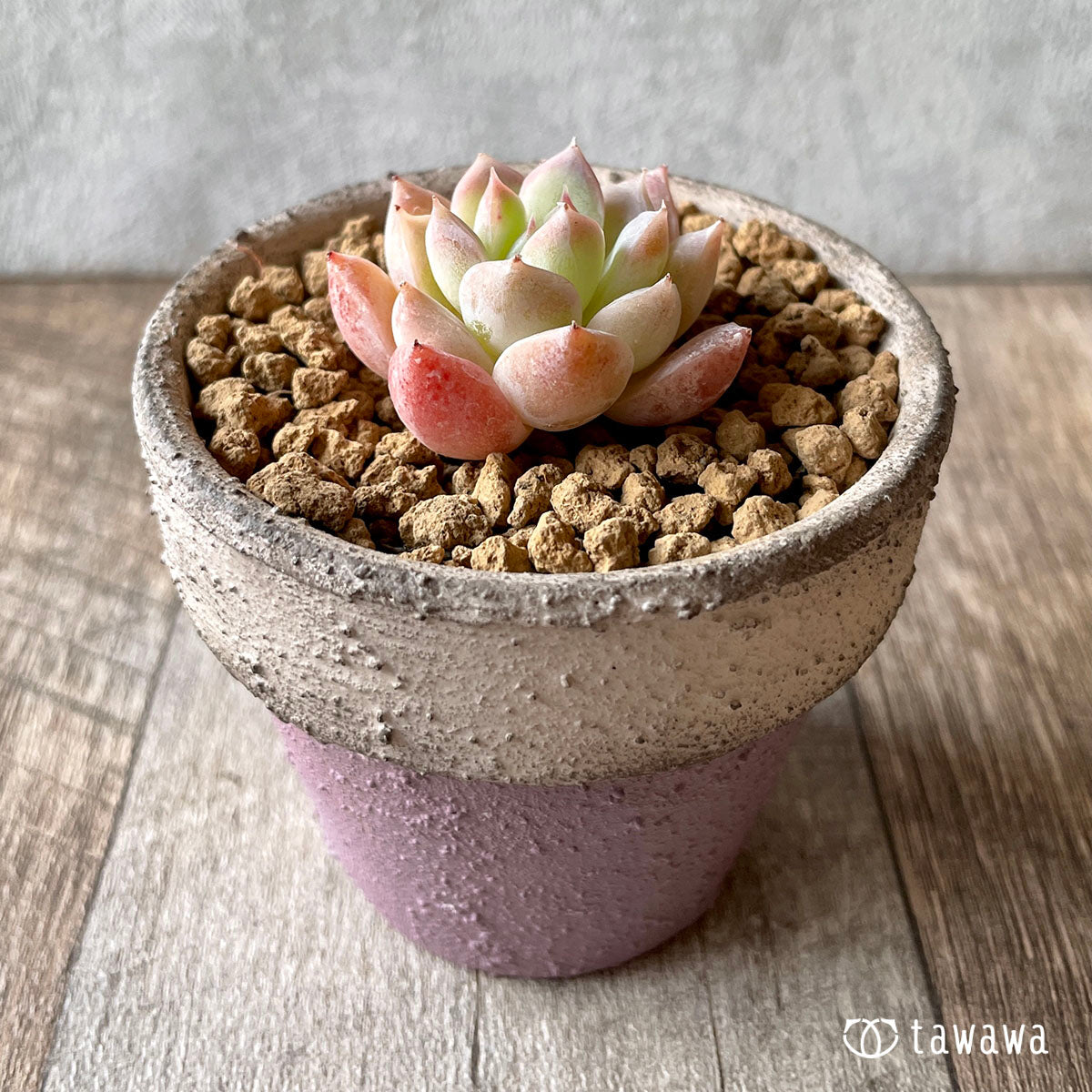 하트 시그널 (챔피언 모종)