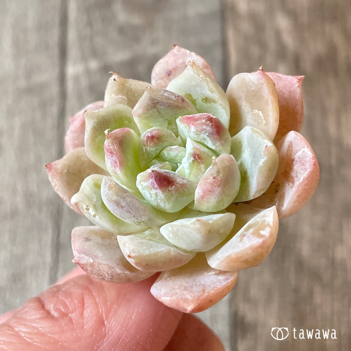 하트 시그널 (챔피언 모종)