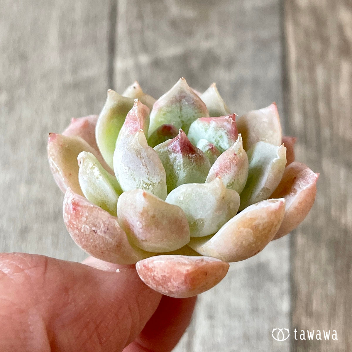 하트 시그널 (챔피언 모종)
