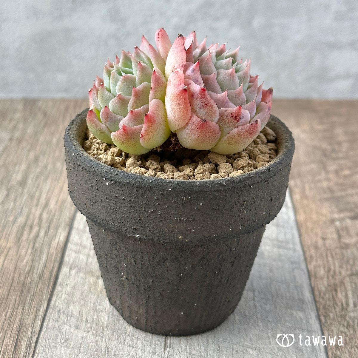 New Arrival* Cubic Frost