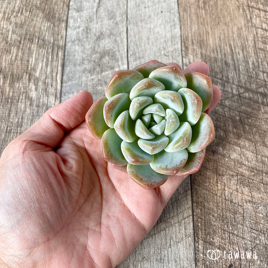 New Arrivals: Ice Green