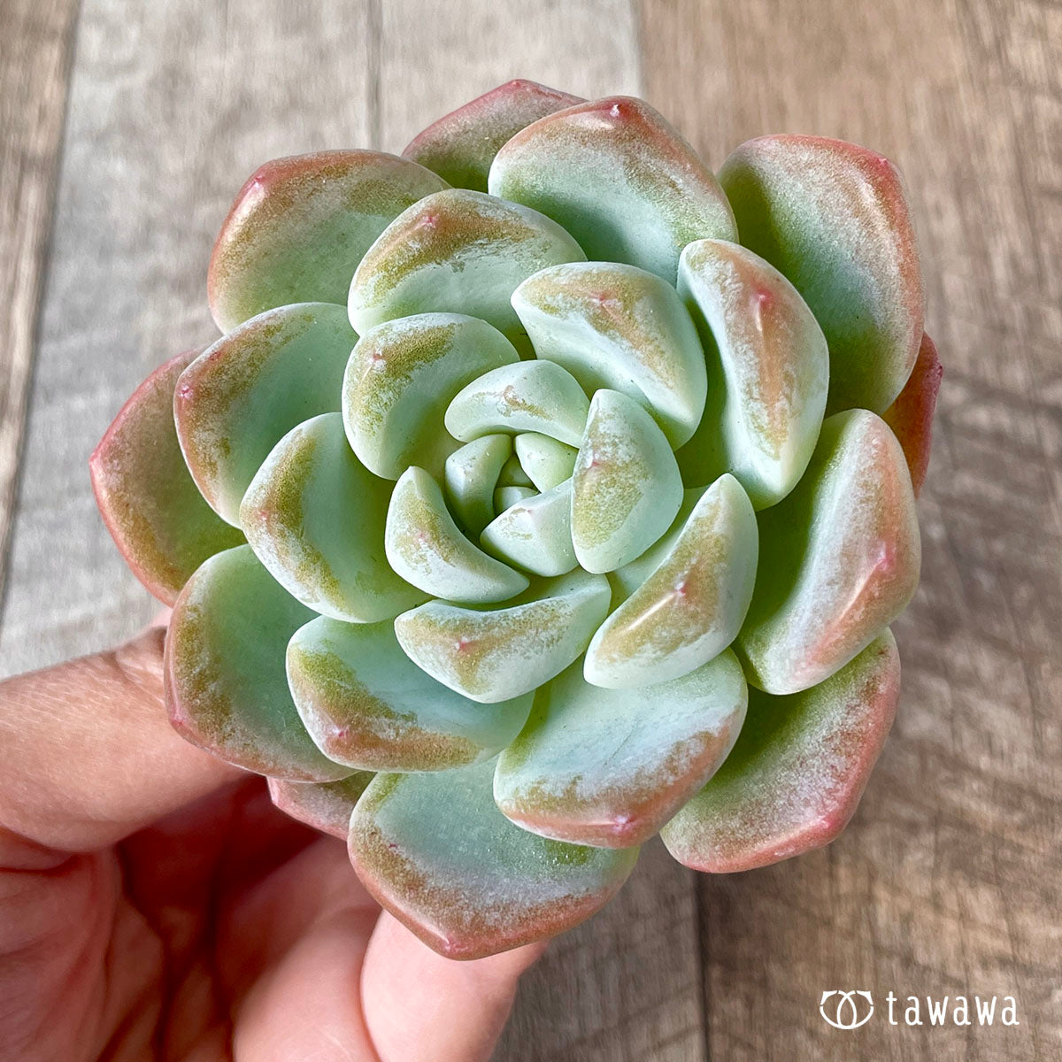 New Arrivals: Ice Green