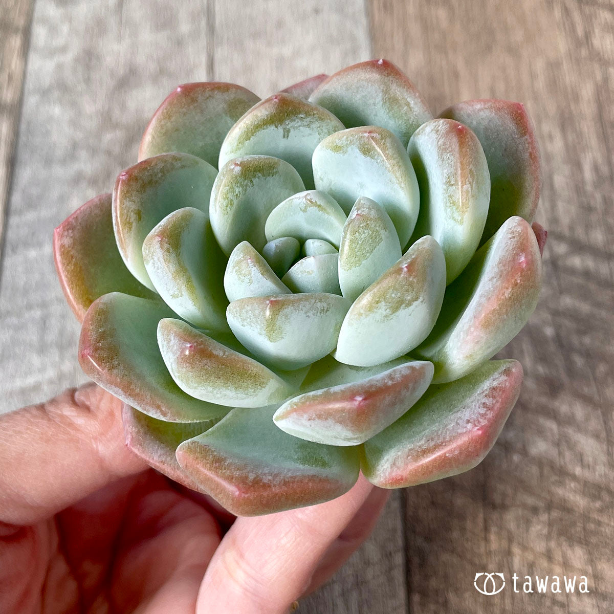 New Arrivals: Ice Green