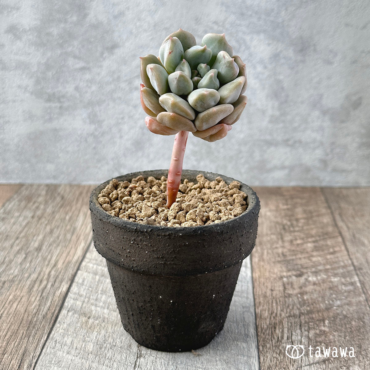 New Arrivals: Ice Green