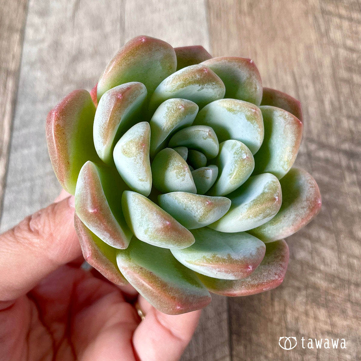 New Arrivals: Ice Green