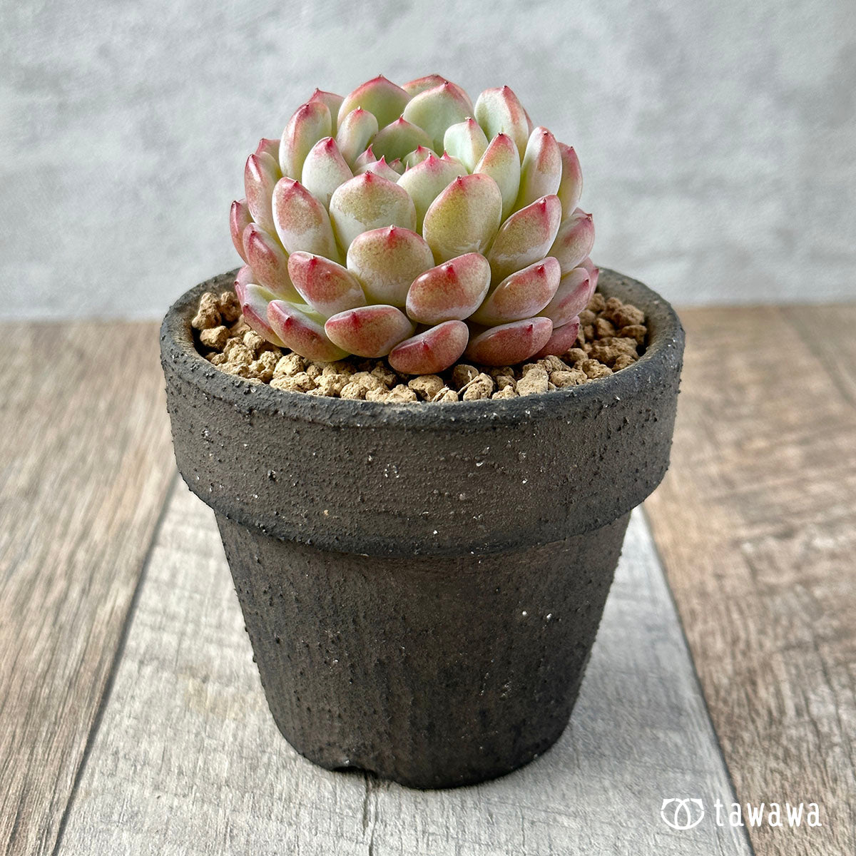 화이트 팜