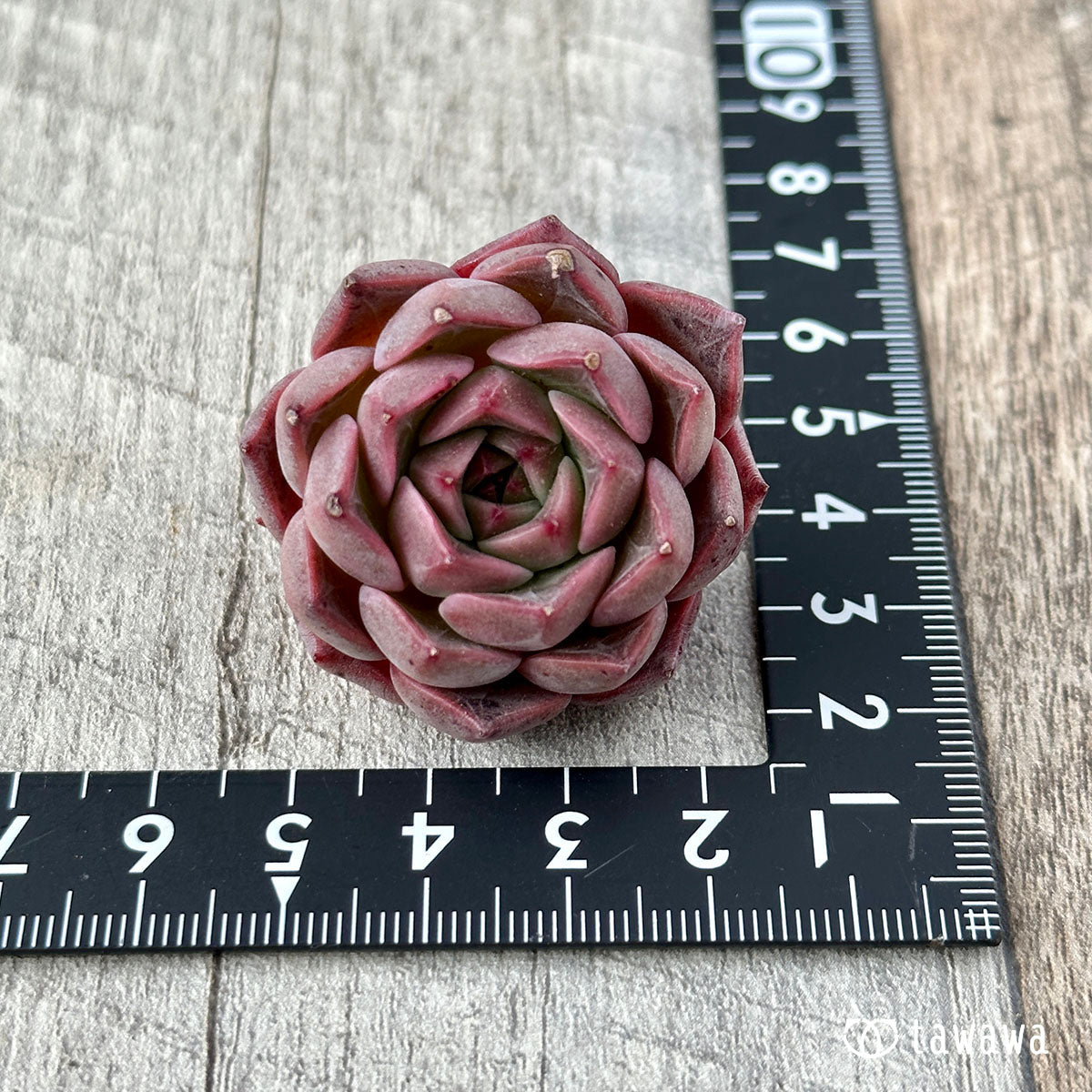 New Arrival* Cubic Frost