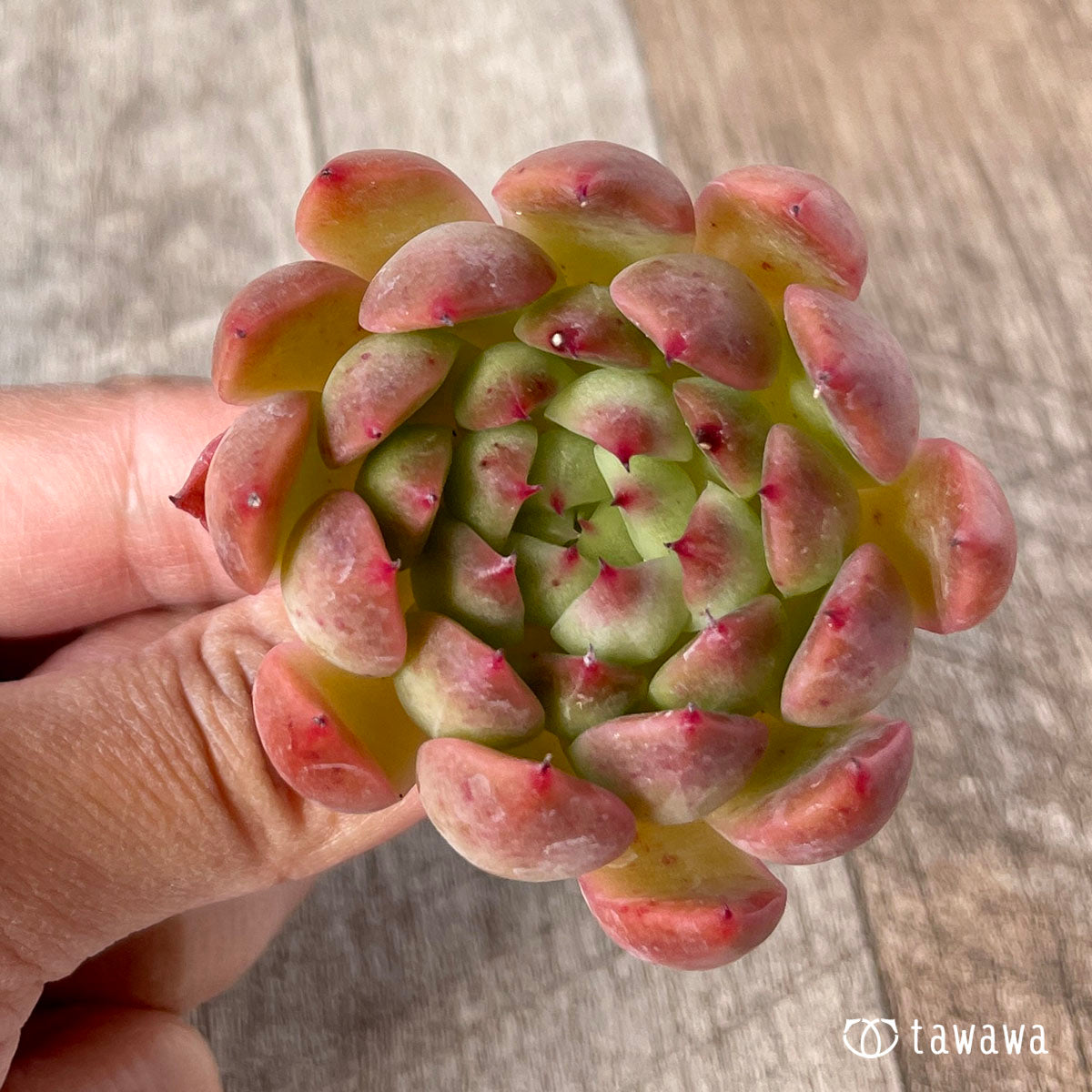 피아노
