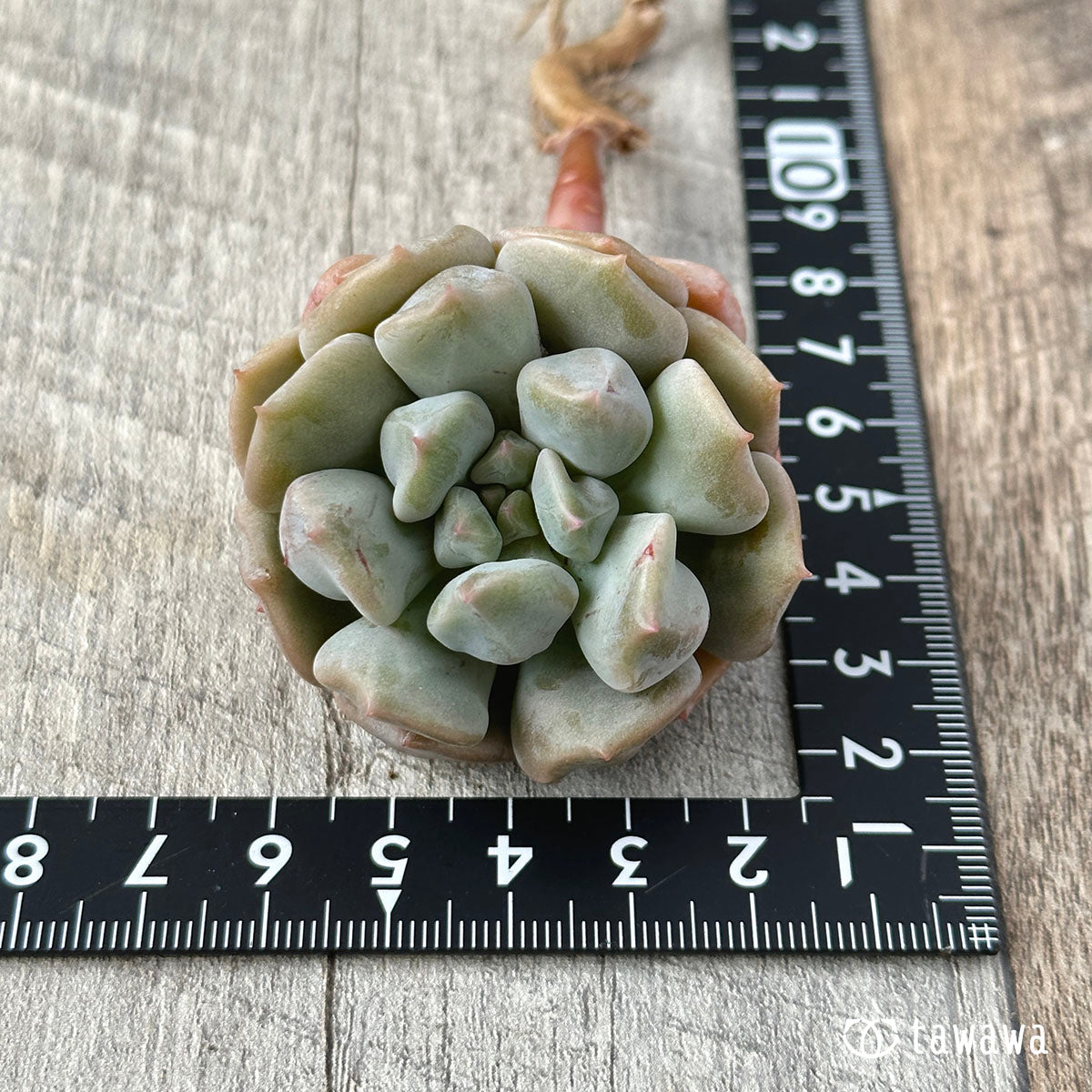 New Arrivals: Ice Green