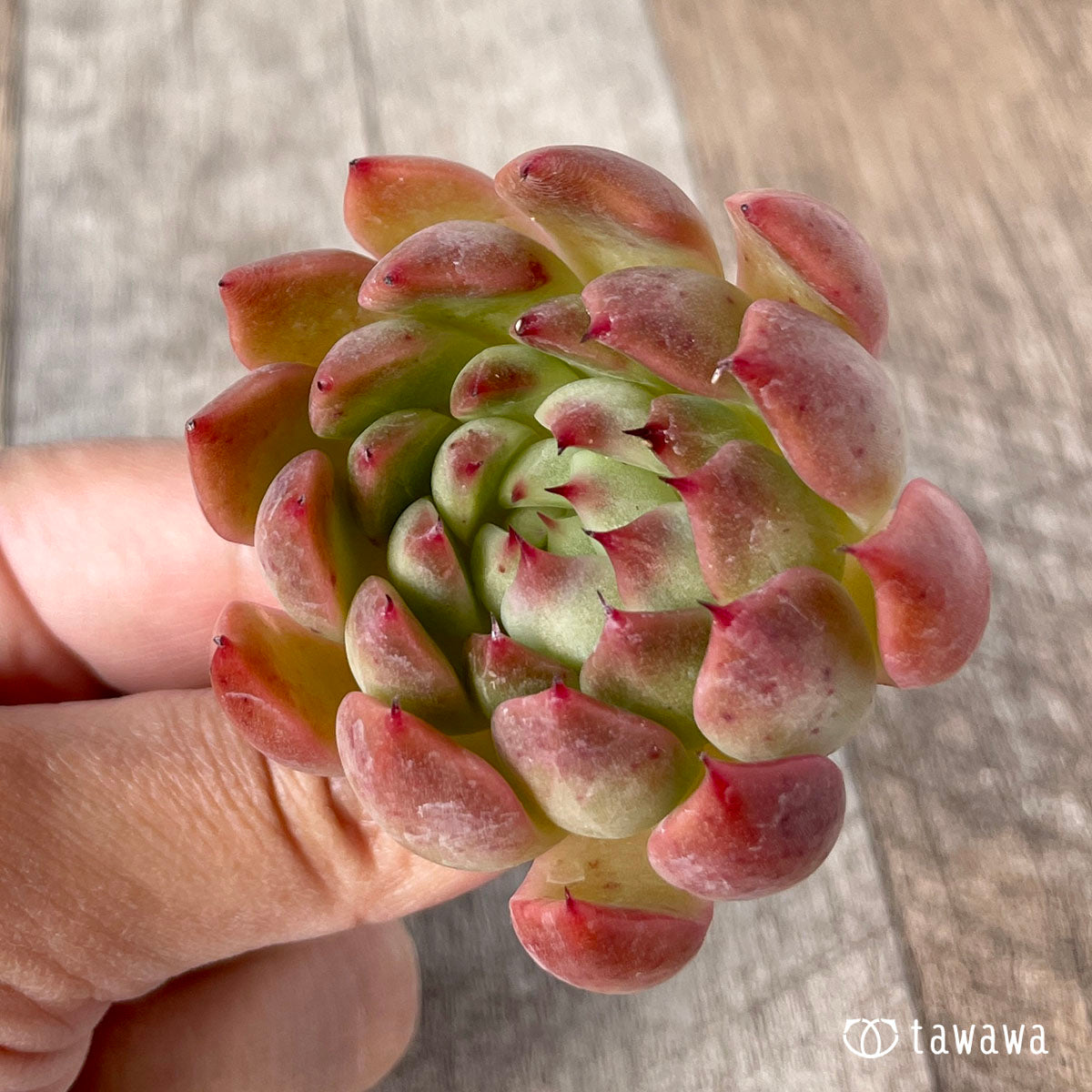 피아노