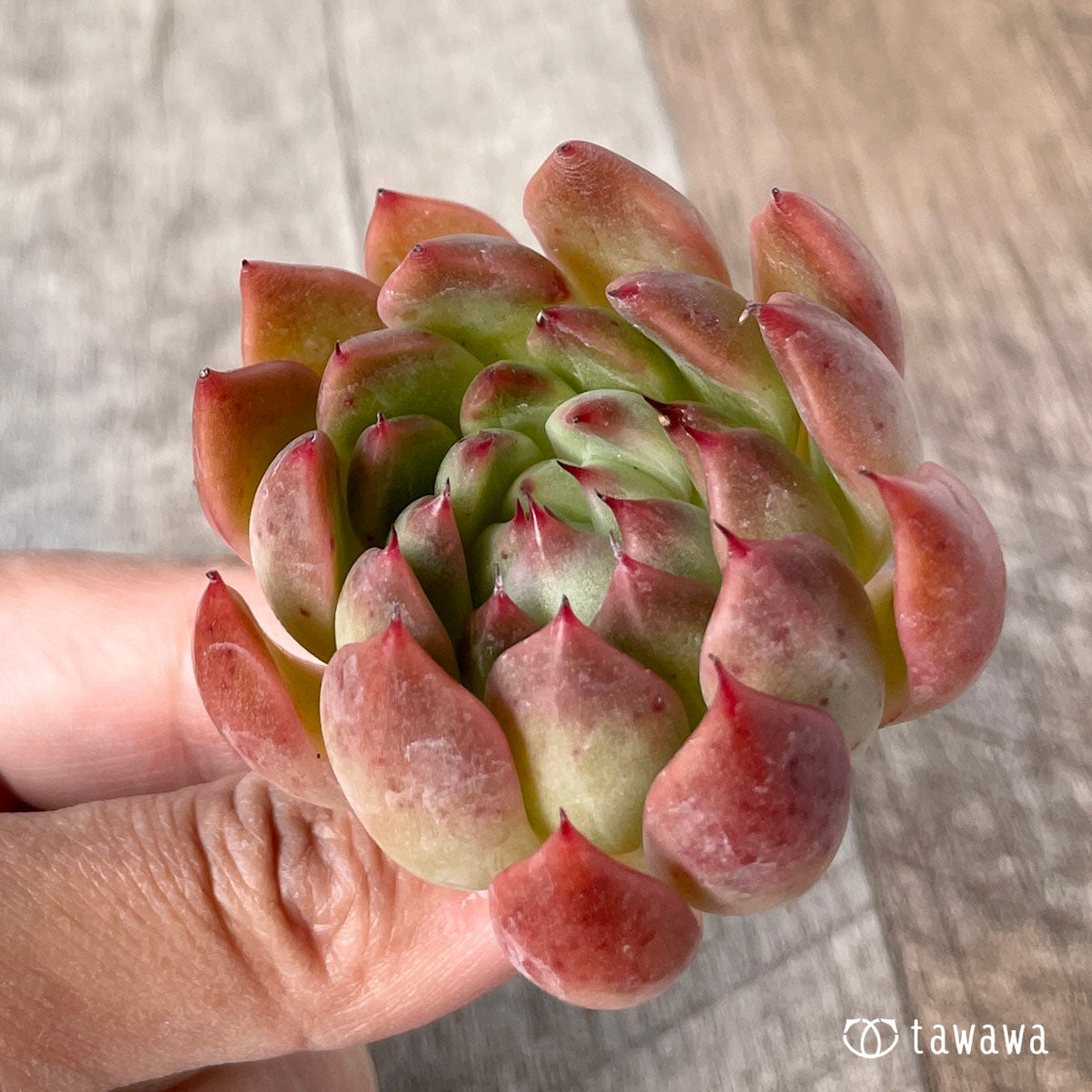 피아노