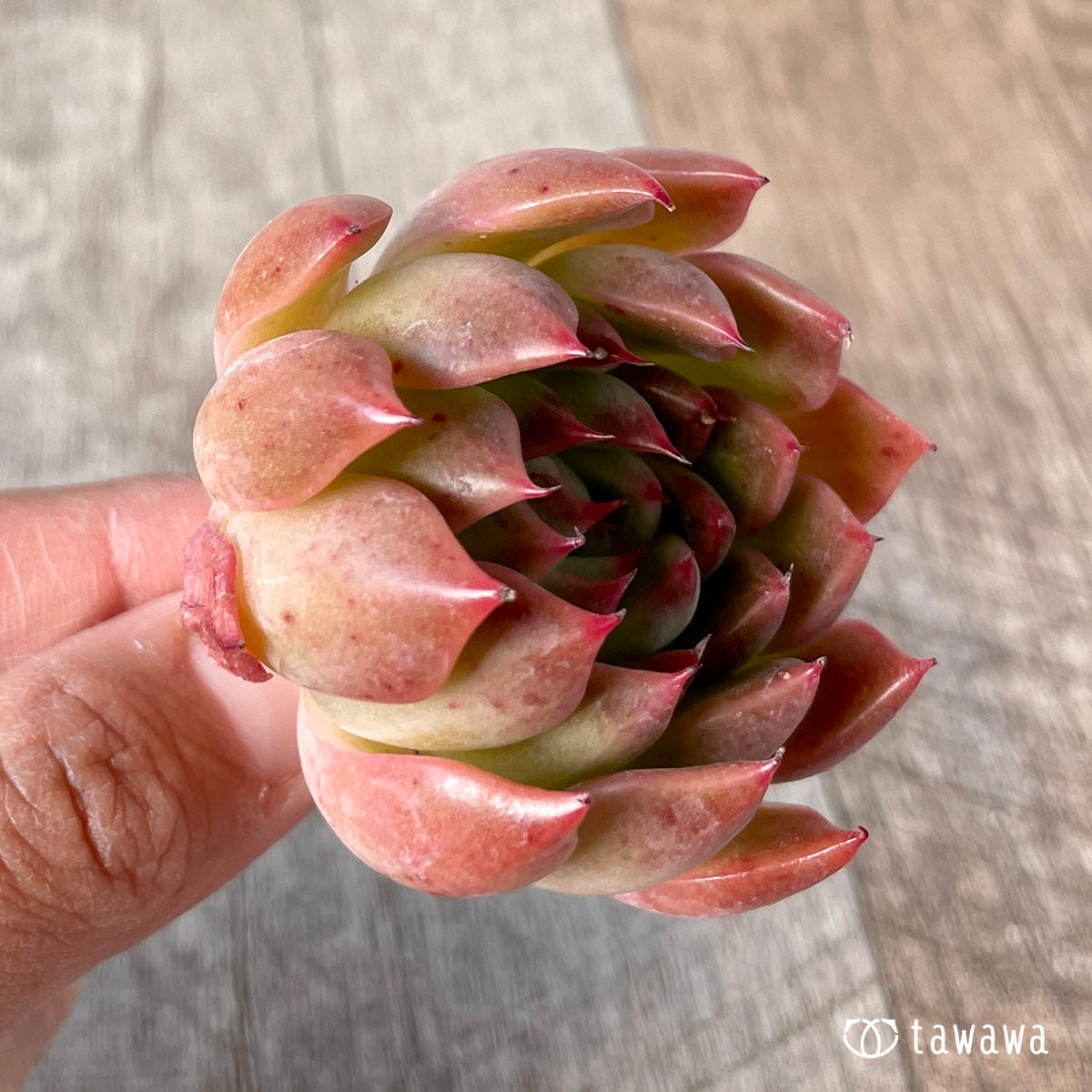 피아노
