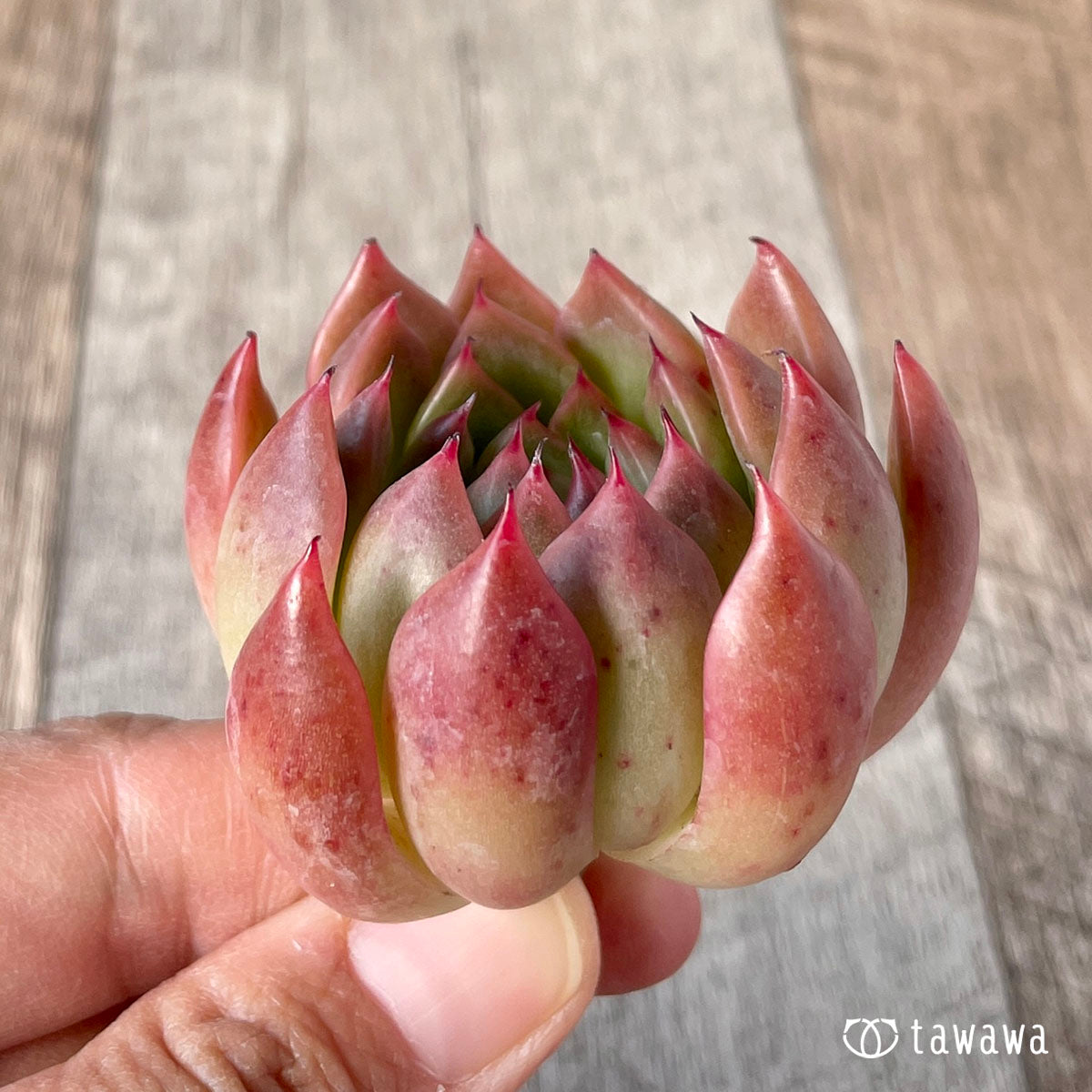 피아노