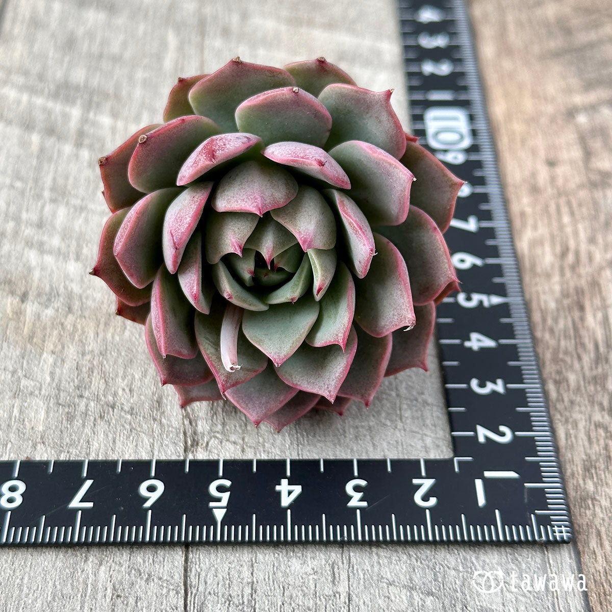 New Arrival* Cubic Frost