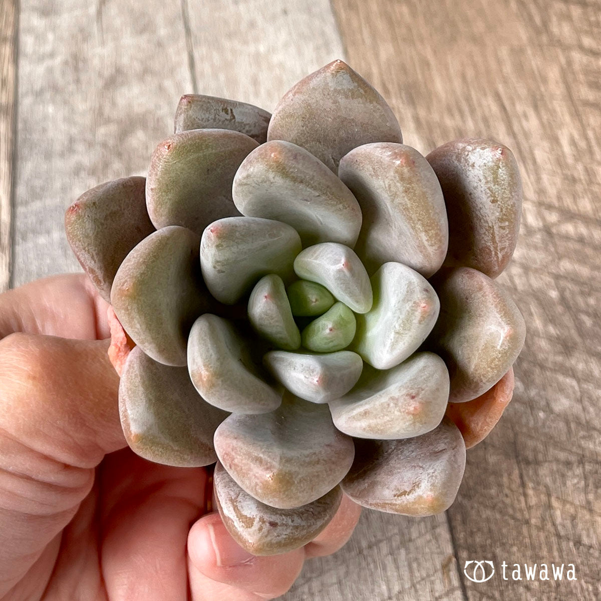 New Arrivals: Ice Green
