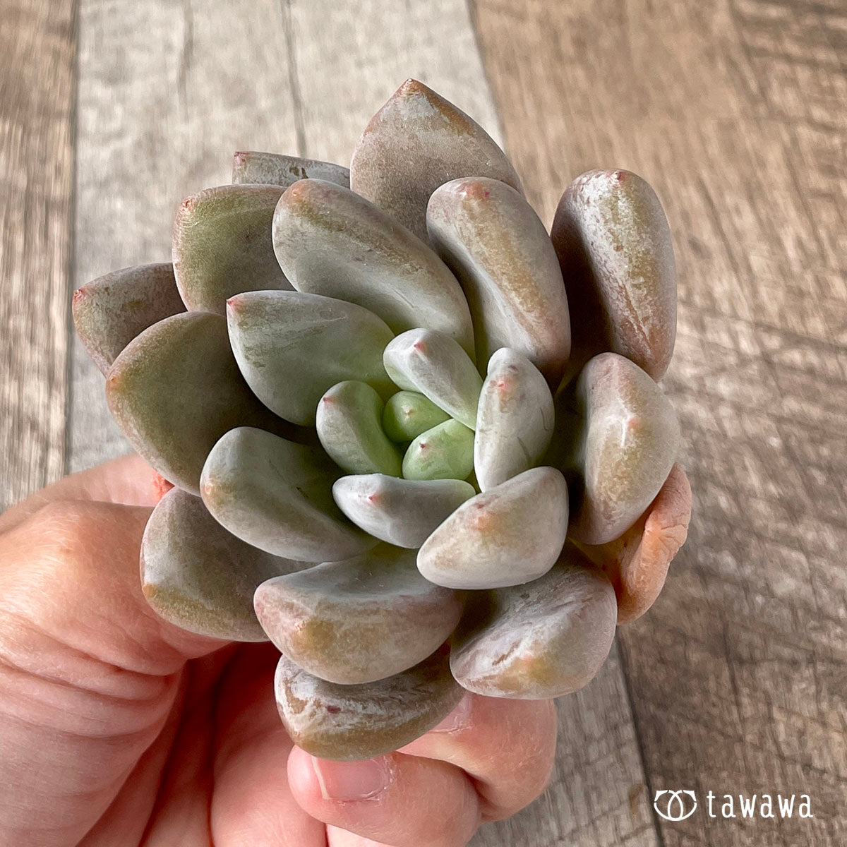 New Arrivals: Ice Green