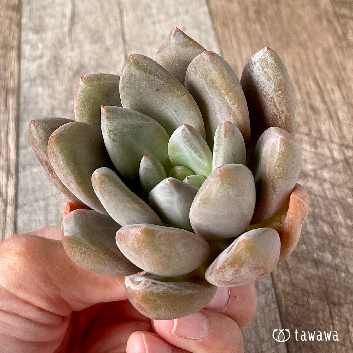 New Arrivals: Ice Green