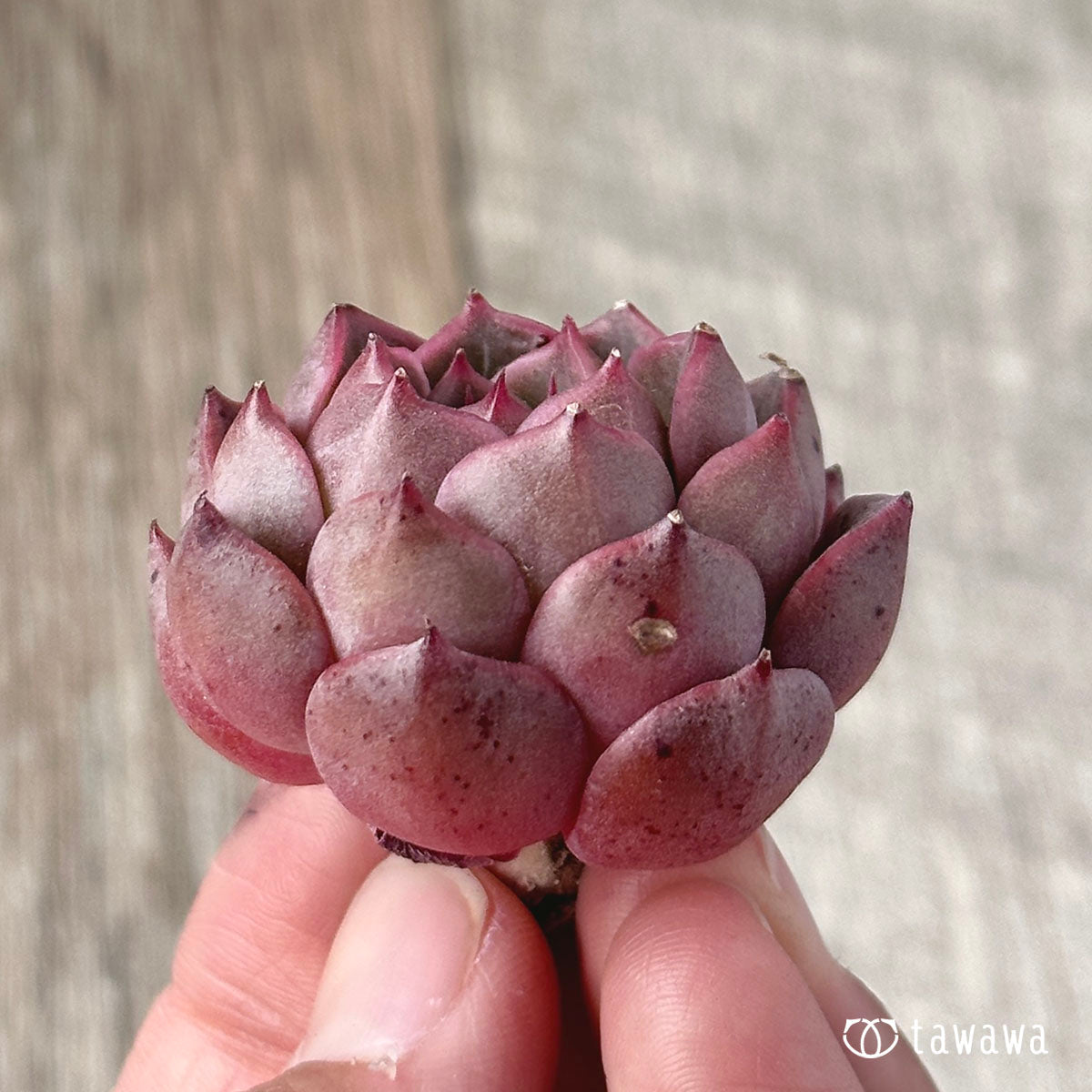 옴팔로스